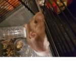 Miahil7