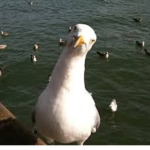 Seagull Central