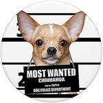 Chihuahua_Kult