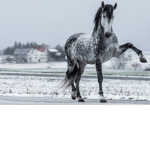 *Horses Forever*
