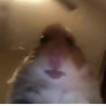 The hamsters cults