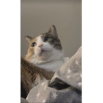 Cat Cult Group
