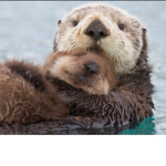 The Sea Otter Squad