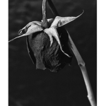 DeadFlower