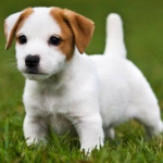 I Cagnolini Migliori