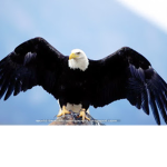 the eagle team