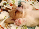 Pup's Group!