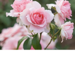• Rose Garden •