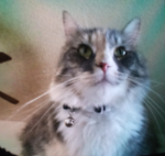 ~ Cats group ~