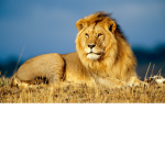 Thick lions