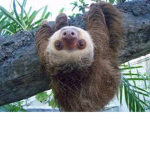 Sloth's Donations