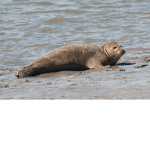 seal gang