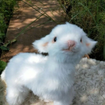 ~|cuteness|~