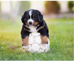 Bernie’s Mountain dog army