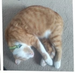 Cat cat cat talk about cats