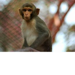 MonkeysRock