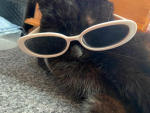 Vaders my cat