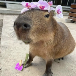 Capybara Island
