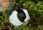 <[!~Special bunnies!~]>