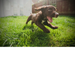 CRAZY PUPPERS