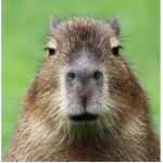 Allmighty the capybara