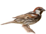 - sparrows hangout ! -