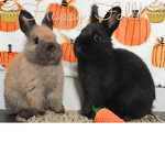 Bun bun cakes!