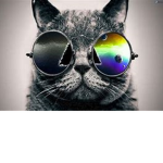 catdrippy
