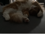 The group of cats [No Dogs]