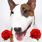 Red Roses Clothing Shop