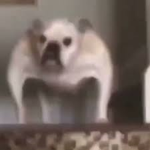 yaixs