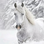 Artic Trails