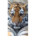 Animals we love them