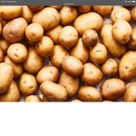 HOLY POTATO OOF GANG