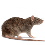 cake rat