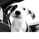 panda group DOG