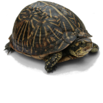 Cool_Turtles