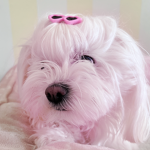 The Puppies In Pink