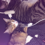 Cat location