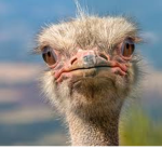 Blonde Ostriches