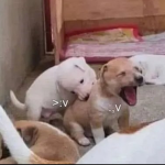 Cats >w<.