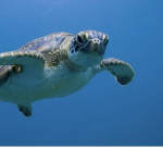 SAVETHETURTLES!!!!