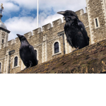 Roblox For Ravens