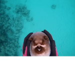tjorange