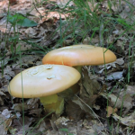 Ye Fungi Legion