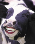 Smiley Kuh
