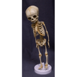 Skellys United