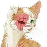 A Colmeia Felina