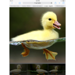 We love ducks
