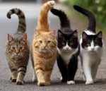 CATS 4 LIFE!!